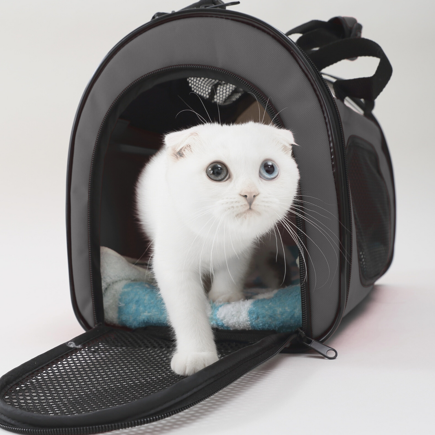 Pet Carriers & Travel